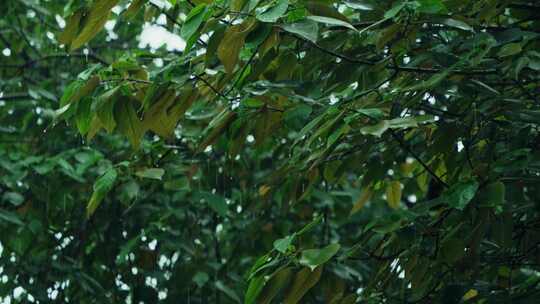 下雨树叶雨景