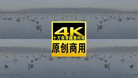 青海青海湖水面飞鸟航拍视频高清在线视频素材下载