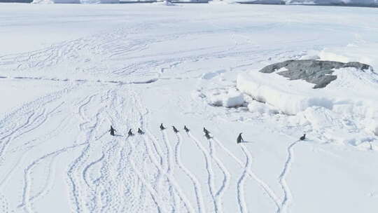 在南极洲上空飞行的企鹅