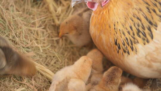 农村家禽散养老母鸡刚出生的小鸡苗视频素材模板下载