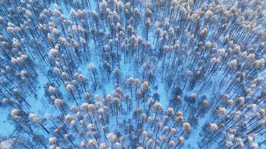 鸟瞰林海雪原阳光雪林