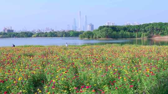 广州海珠湖公园鲜花与广州塔城市摩天大楼