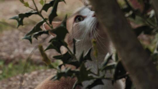 猫咪在仰望树枝视频素材模板下载