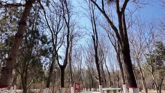 林间小道自然风光