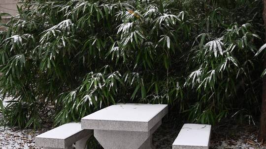 冬天初雪雪景，雪花落满了植物枝头