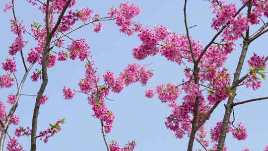 武汉市东湖磨山樱花园粉色樱花特写4k视频