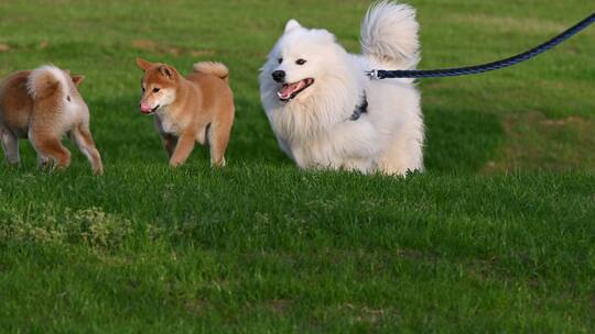 狗狗柴犬萨摩耶草地玩耍