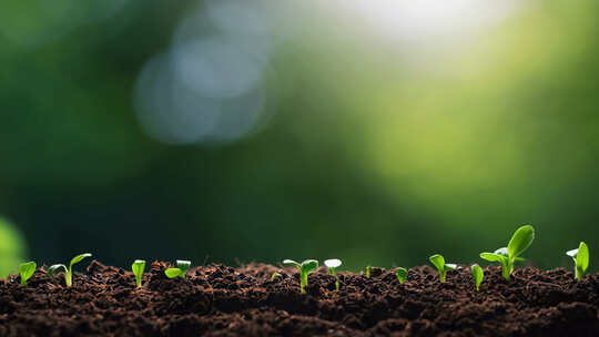 植物破土而出发芽生长