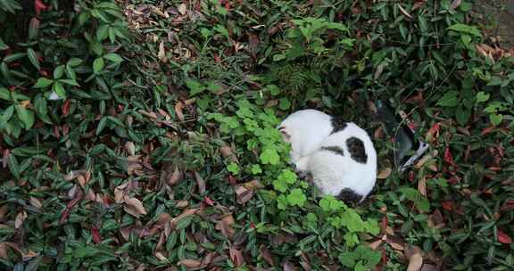 绿色草丛中睡觉的猫