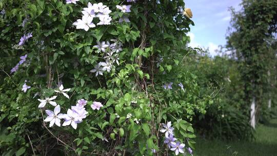 花园植物园绿植