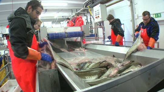 男人们在鱼加工厂的装配线上切割和清洗鱼视频素材模板下载