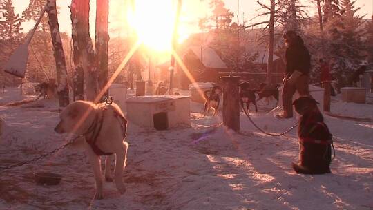 雪橇犬和爱斯基摩犬在大叫