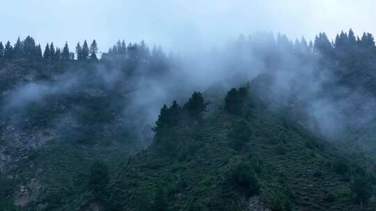 山川云雾 高山 森林植被