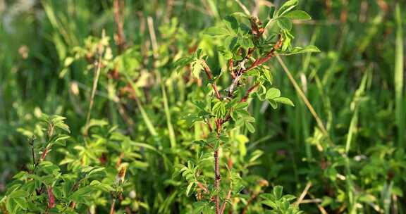 野生药用植物：野蔷薇