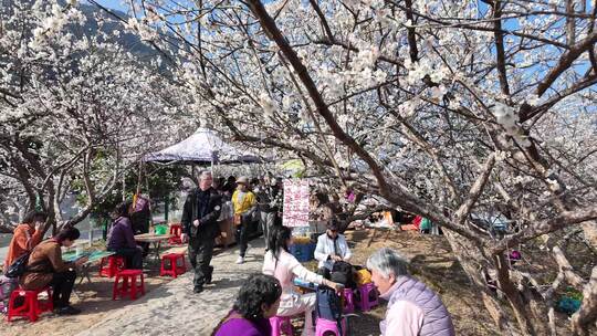 中国广东省广州市从化区广州流溪梅花节