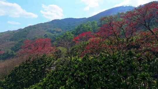 海南白沙九架岭木棉花