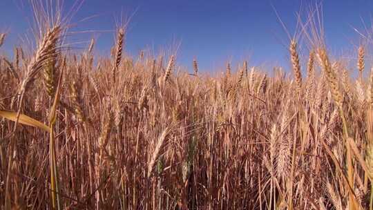 秋天阳光照射着麦田里即将成熟的小麦