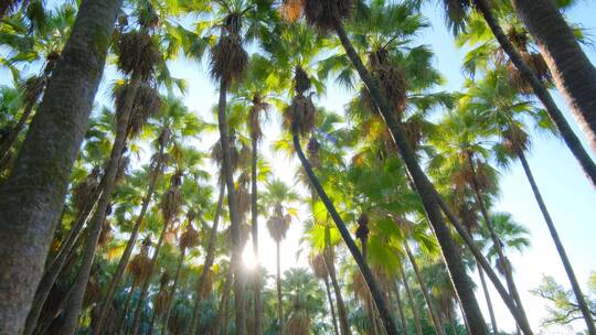 高大的热带植物棕榈树林