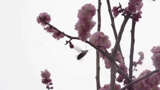 春 花朵上的昆虫采蜜