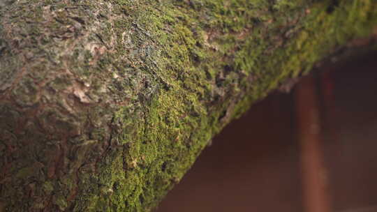 古树长满苔藓幽静