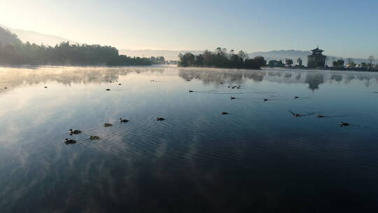早晨，城里湖面上有一群野鸭