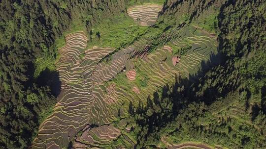 航拍山村田园湖南紫鹊界梯田视频素材模板下载