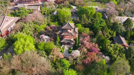 西安青龙寺樱花