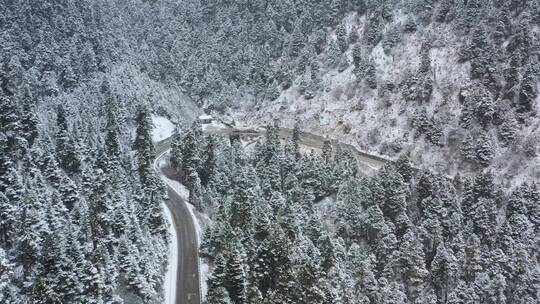 汽车行驶在大雪纷飞的鲁朗林海中的川藏公路