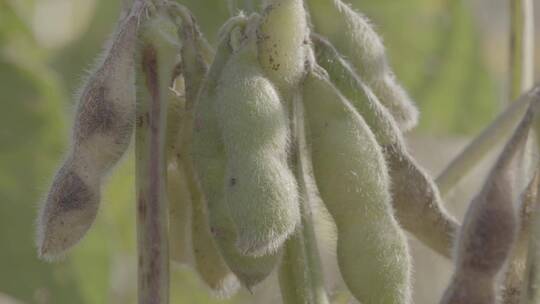 大豆成熟黄豆豆荚LOG视频素材