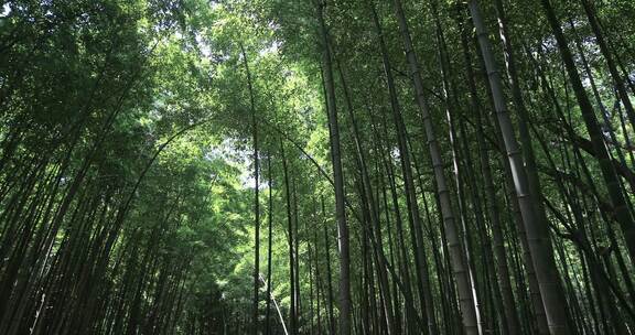 阳光竹林 苏州常熟虞山