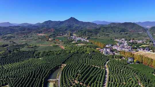 浙江杭州桂博园种植森林树木晴天航拍