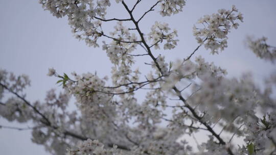 樱花花开春天视频素材模板下载