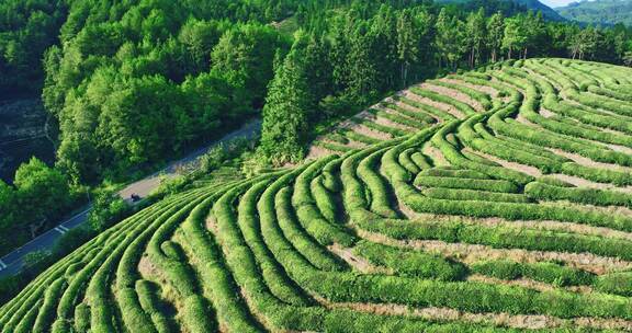 武夷山核心产区茶园星村镇岩茶福建0427