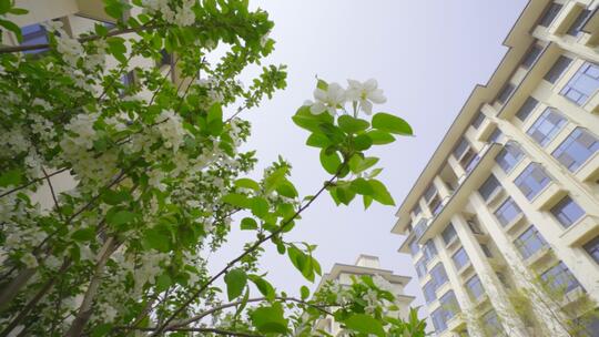 春天仰拍建筑树木白色花小区环境唯美空境