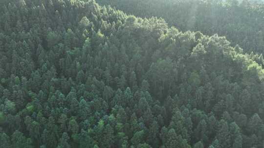 阳光下的松树林航拍树林原始森林大自然风景