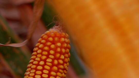 玉米地玉米特写 农田新鲜玉米生长