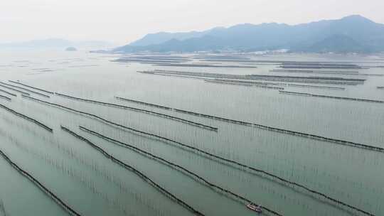 海洋养殖海带紫菜养殖业航拍福建霞浦