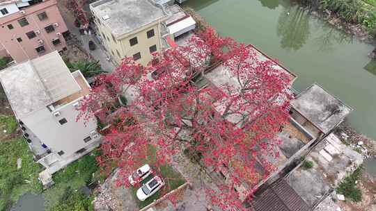 中国广东省广州市南沙区九涌桥东木棉花