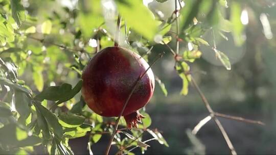 成熟的石榴生长在树上。树上美丽的红色石榴视频素材模板下载