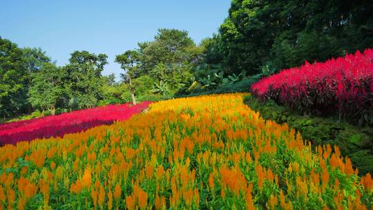 南宁青秀山穗冠花的花海花田