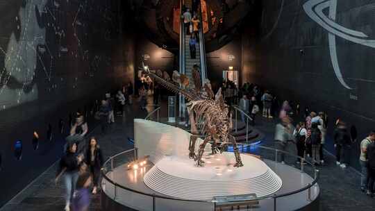 博物馆恐龙骨架延时视频素材模板下载