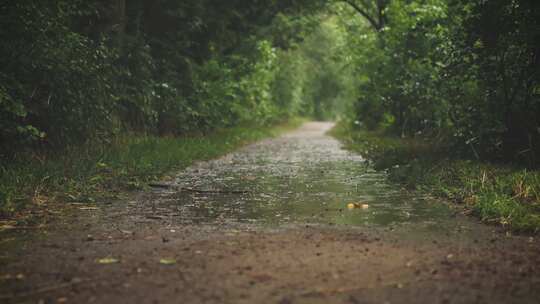 一条宁静的、被雨水浸透的徒步旅行小径，周