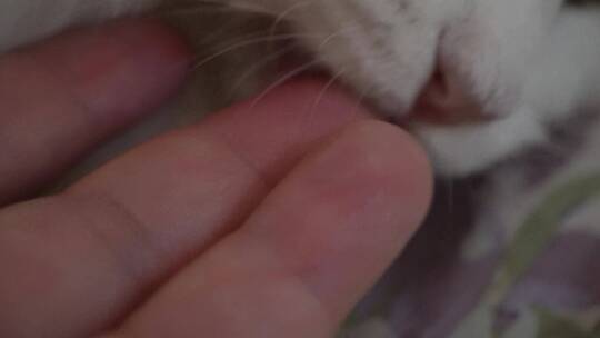 撸猫猫咪特写猫眼猫鼻子