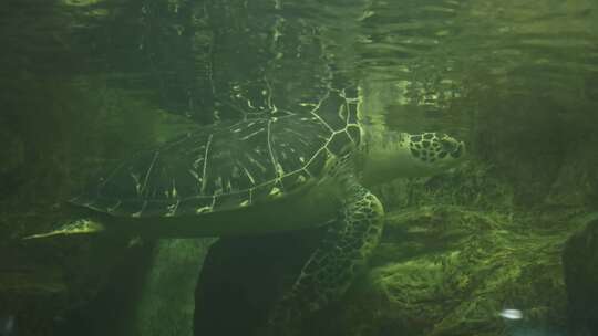 海龟游泳乌龟水族馆动物园海洋动物水世界