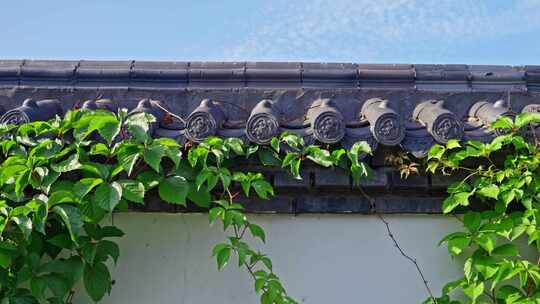 古建筑青瓦白墙绿植