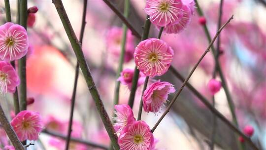 春季红色梅花景观