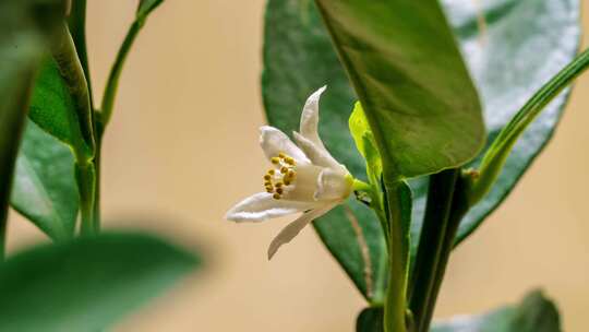 柚子花 橘子花 柑橘花 橙子花 花开延时