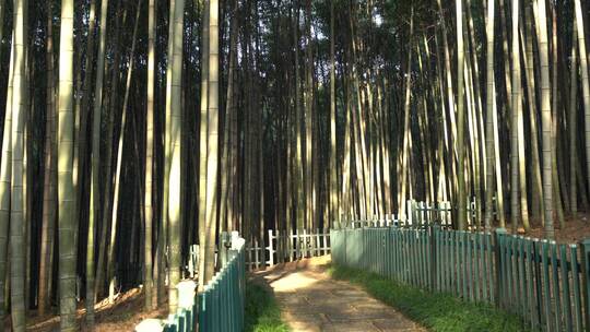 杭州西湖景区植物园