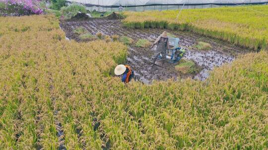 航拍西部秋收时用传统方式收割稻谷