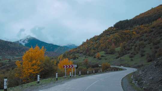 道路，丘陵，驾驶，树木